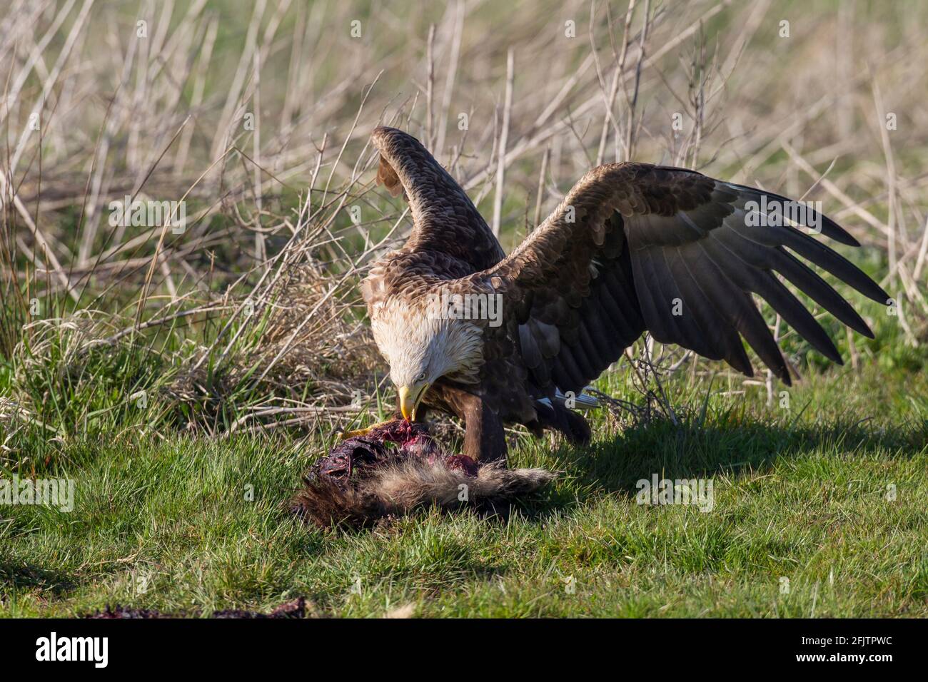 Seeadler, Haliaetus albicilla, aquila dalla coda bianca Foto Stock