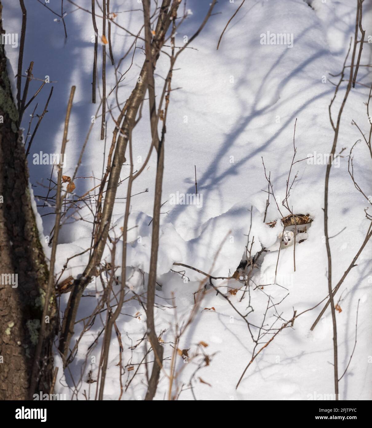 Ermine si nasconderà nella neve d'inverno. Foto Stock