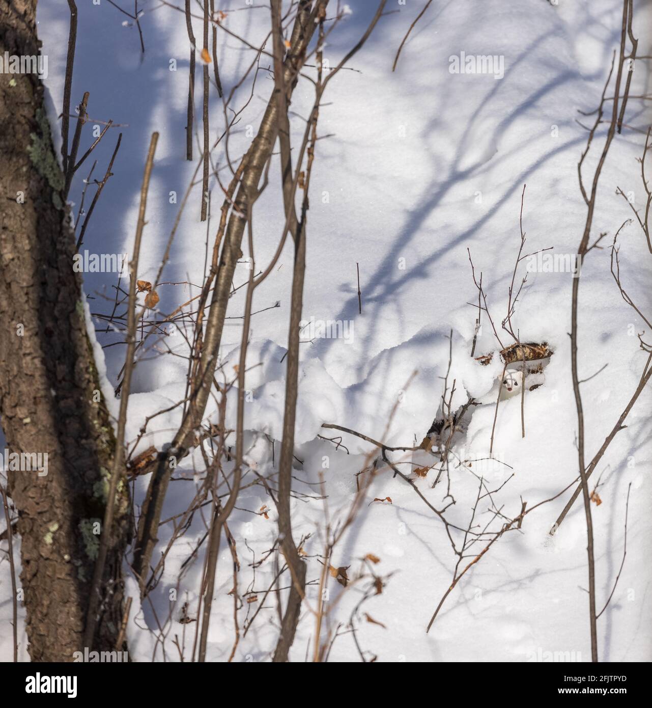 Ermine si nasconderà nella neve d'inverno. Foto Stock