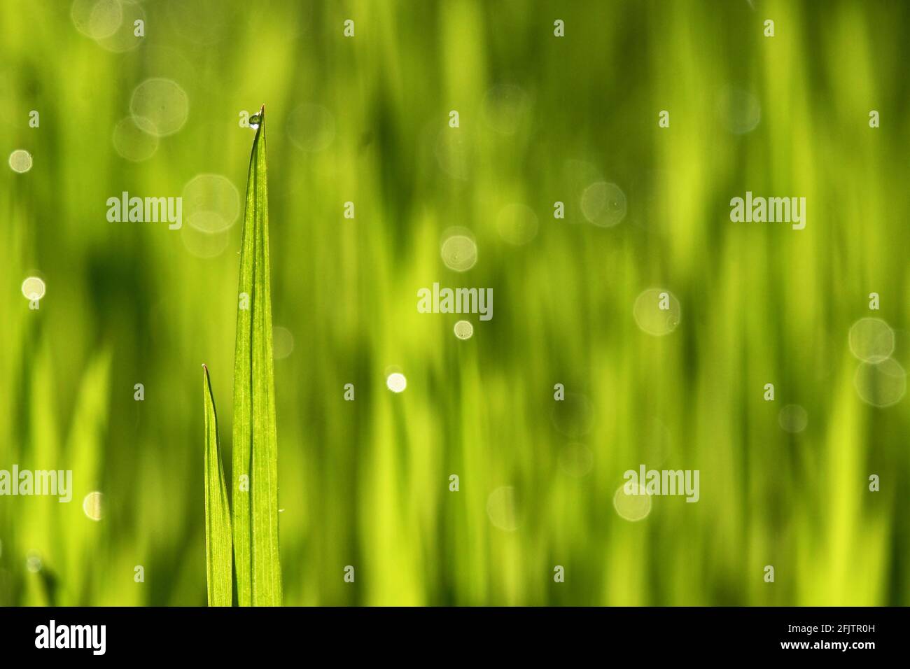 Le gocce di rugiada si avvicinano all'erba primaverile Foto Stock