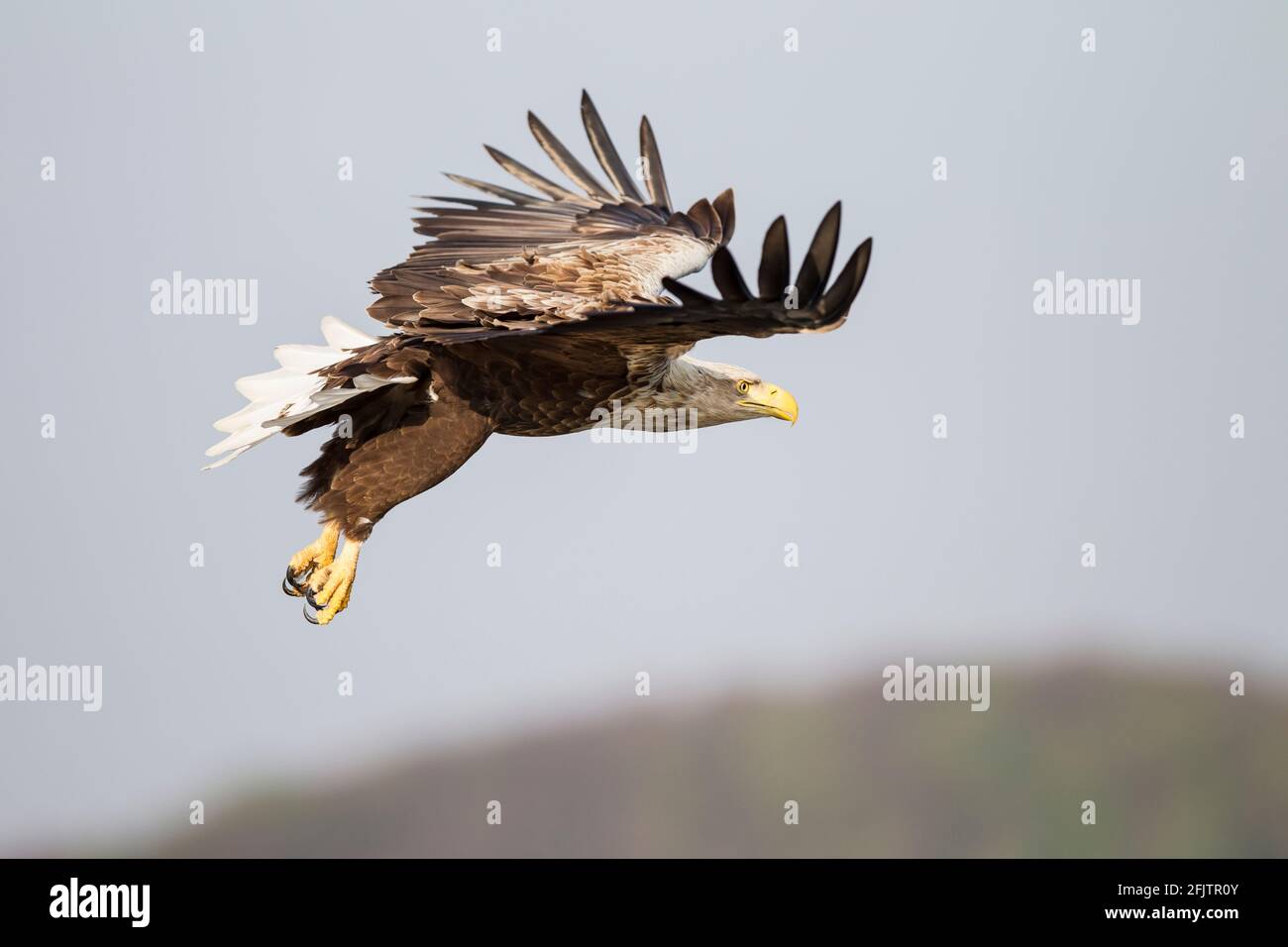 Seeadler, Haliaetus albicilla, aquila dalla coda bianca Foto Stock