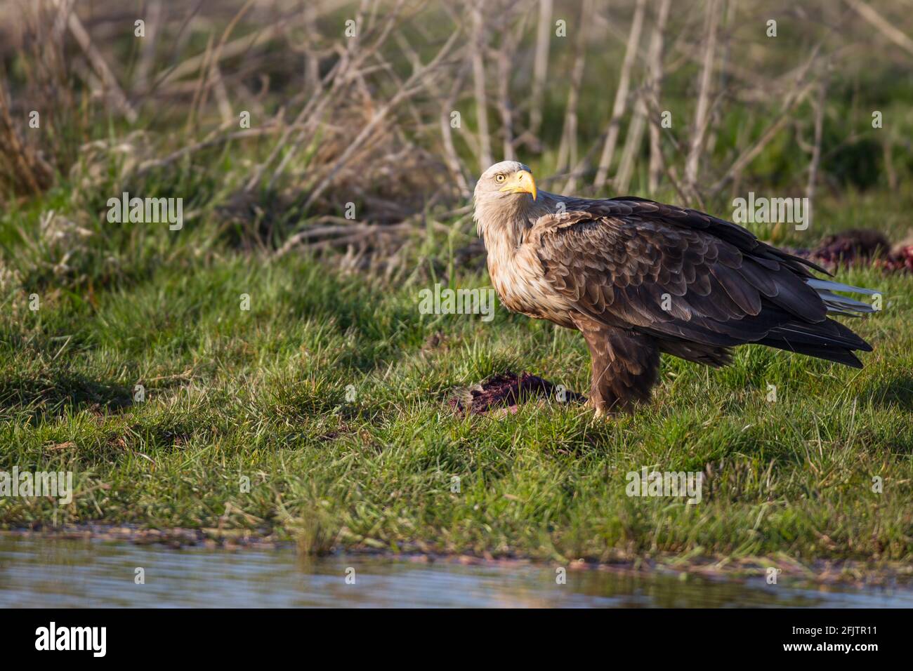 Seeadler, Haliaetus albicilla, aquila dalla coda bianca Foto Stock