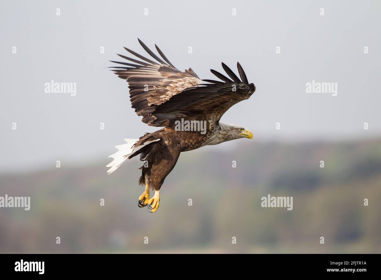 Seeadler, Haliaetus albicilla, aquila dalla coda bianca Foto Stock