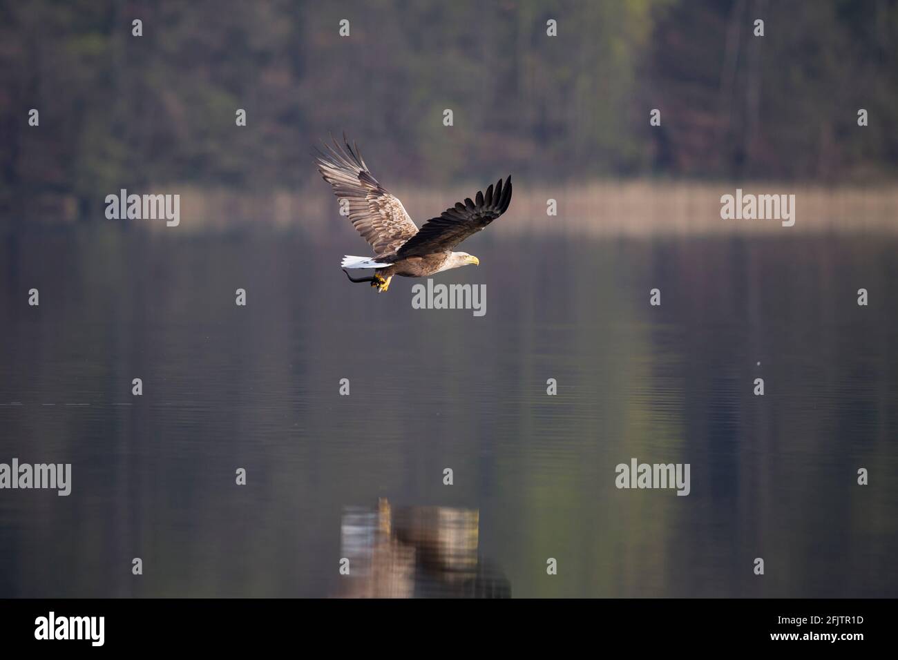 Seeadler, Haliaetus albicilla, aquila dalla coda bianca Foto Stock