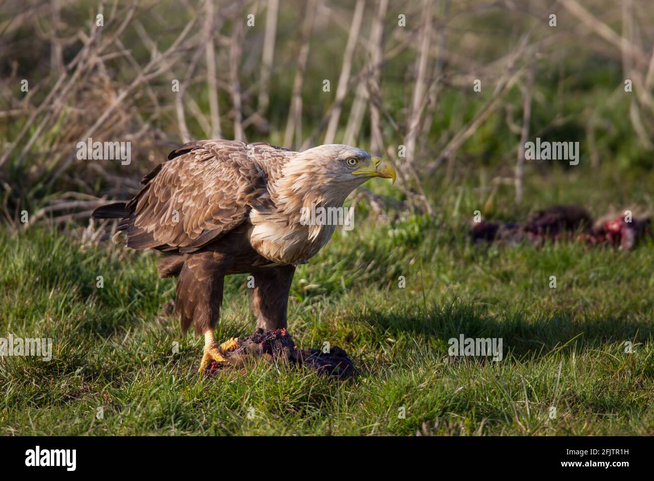 Seeadler, Haliaetus albicilla, aquila dalla coda bianca Foto Stock