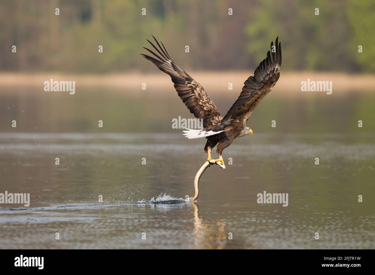 Seeadler, Haliaetus albicilla, aquila dalla coda bianca Foto Stock