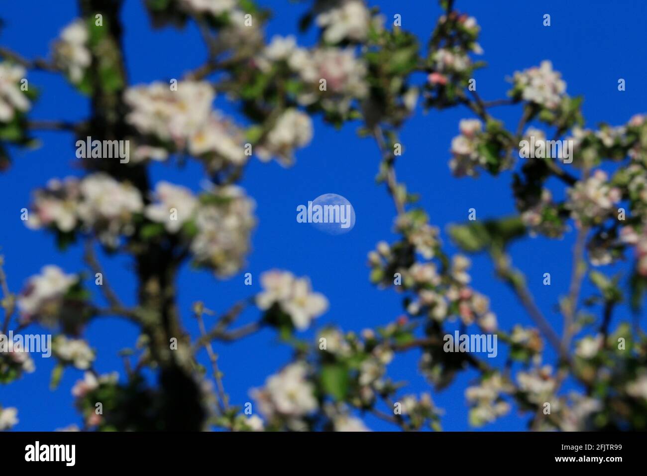 Fioritura dell'albero di mela in primavera. Foto Stock
