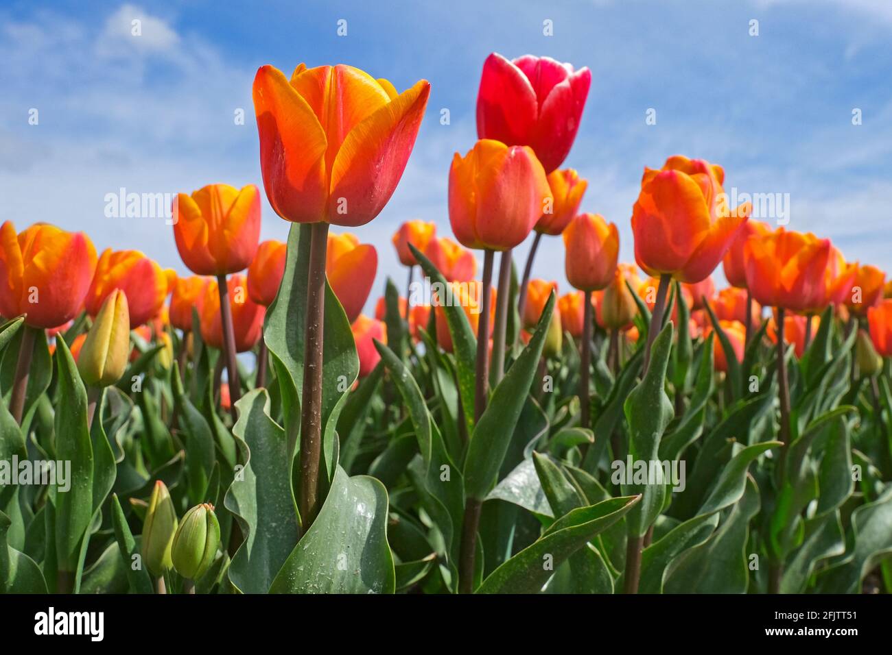 Vista a occhio di verme sui tulipani arancioni nel campo olandese dei tulipani in primavera a Flevopolder, provincia di Flevoland, Paesi Bassi Foto Stock
