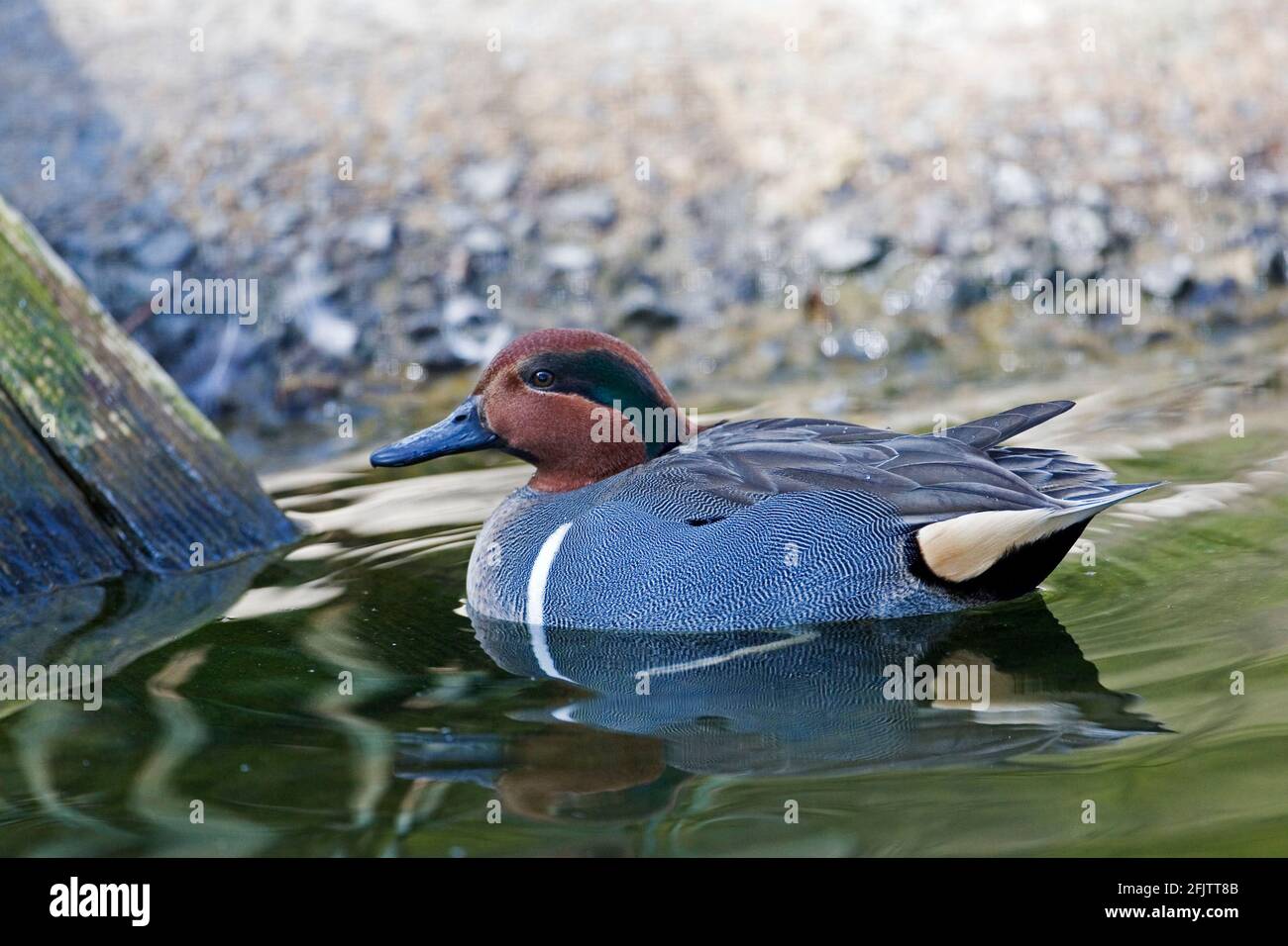 Maschio per il nuoto Teal con ala verde, Anas carolinensis Foto Stock