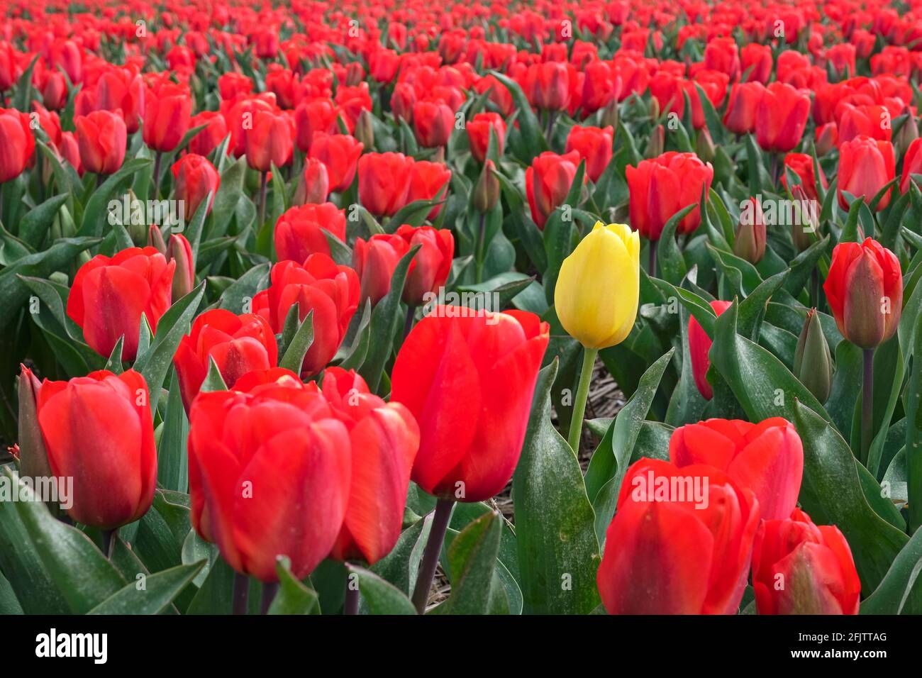 Singolo tulipano giallo tra tulipani rossi in campo tulipano olandese in primavera vicino Alkmaar, Nord Olanda / Noord-Holland, Paesi Bassi Foto Stock