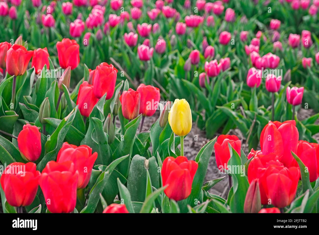 Singolo tulipano giallo tra tulipani rossi e rosa in campo tulipano olandese in primavera vicino Alkmaar, Nord Olanda / Noord-Holland, Paesi Bassi Foto Stock
