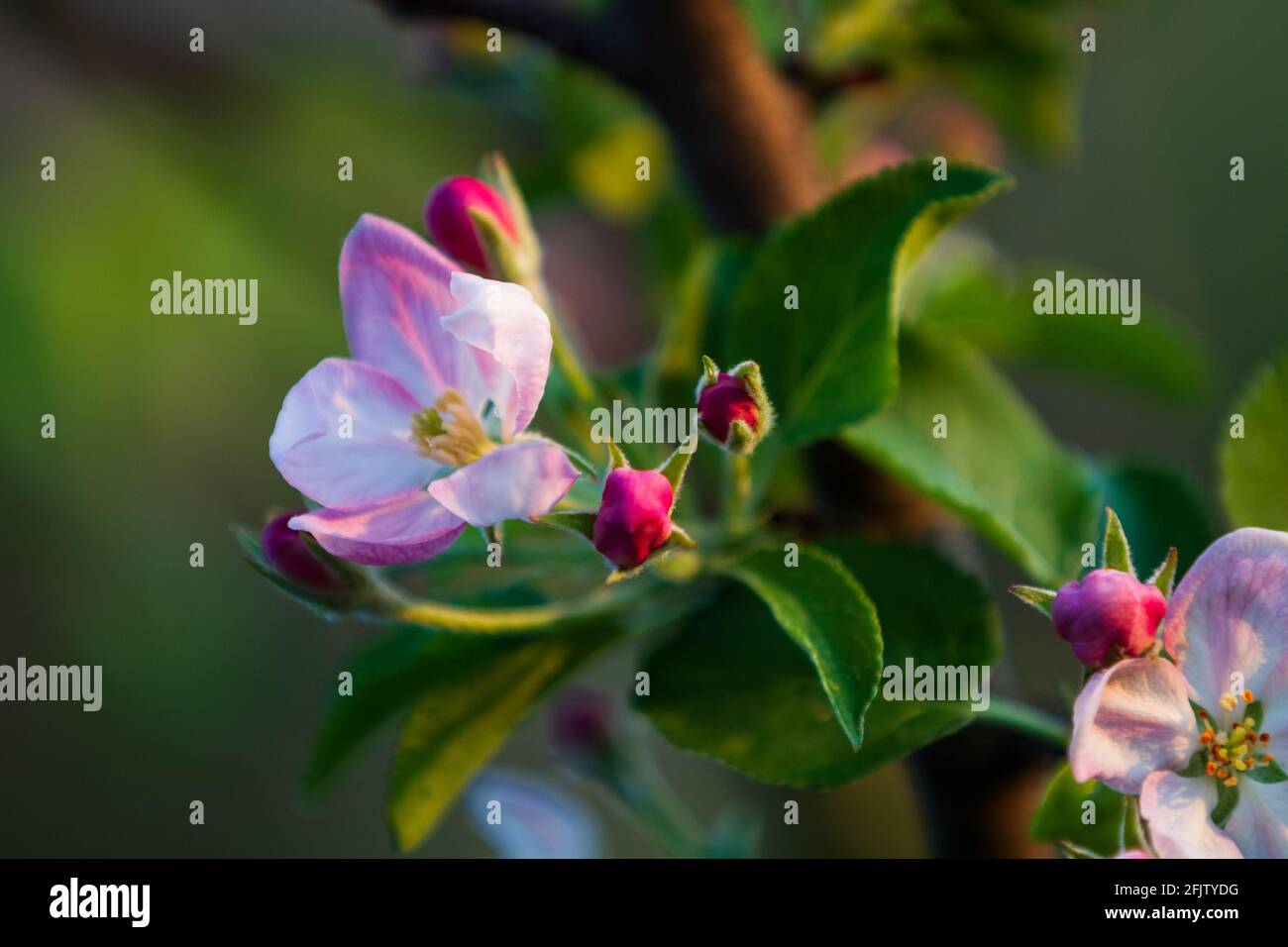 Il sangue dell'albero di Apple su uno sfondo, tempo di primavera Foto Stock