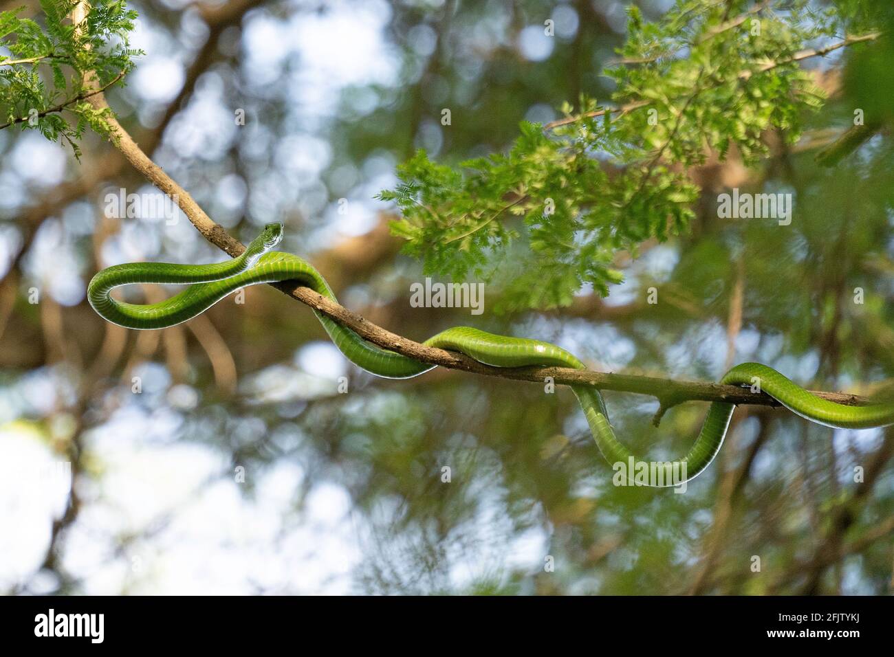 Caccia al serpente di Mamba Verde altamente venosa nel baldacchino di un albero ad Arusha, Tanzania Foto Stock