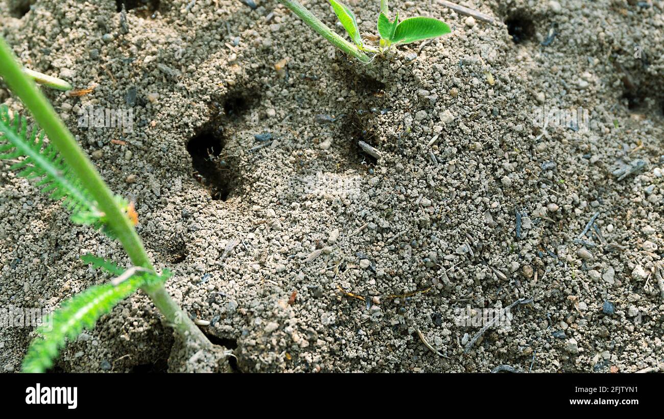 Possibile pavimentazione o formica pressilabris costruito in massa ananthill nel mezzo di un prato di terreno e pezzi di piante. Estone Foto Stock