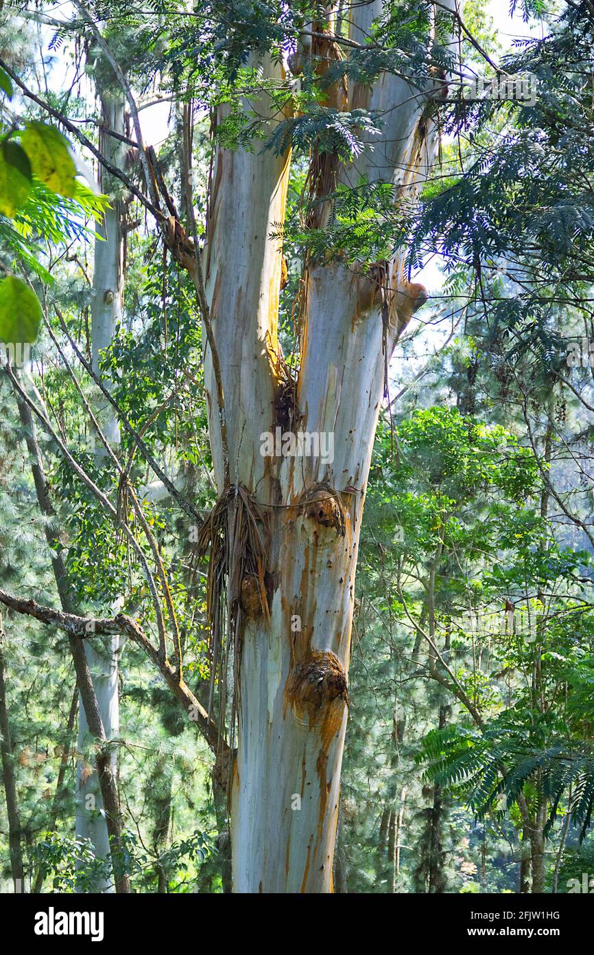 Eucalipto, il tronco di un albero alto in un boschetto di eucalipto. Le foreste tropicali dello Sri Lanka con specie di alberi introdotte Foto Stock
