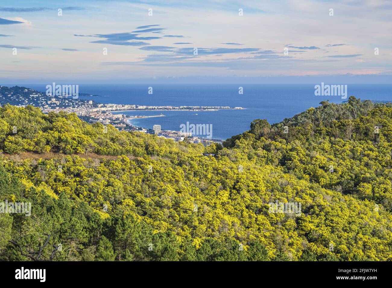 Francia, Alpi Marittime, Mandelieu-la-Napoule, mimose in fiore nella foresta di Grand Duc, vista su Cannes e il Golfo di la Napoule Foto Stock