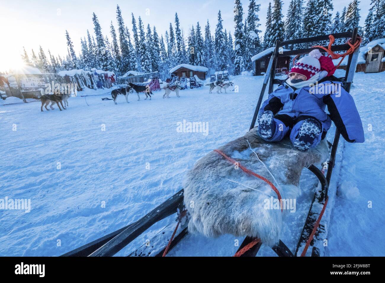 Svezia, Lapponia, Kiruna, Laxforsen cani da slitta, bambino in una slitta tradizionale, da un freddo polare Foto Stock