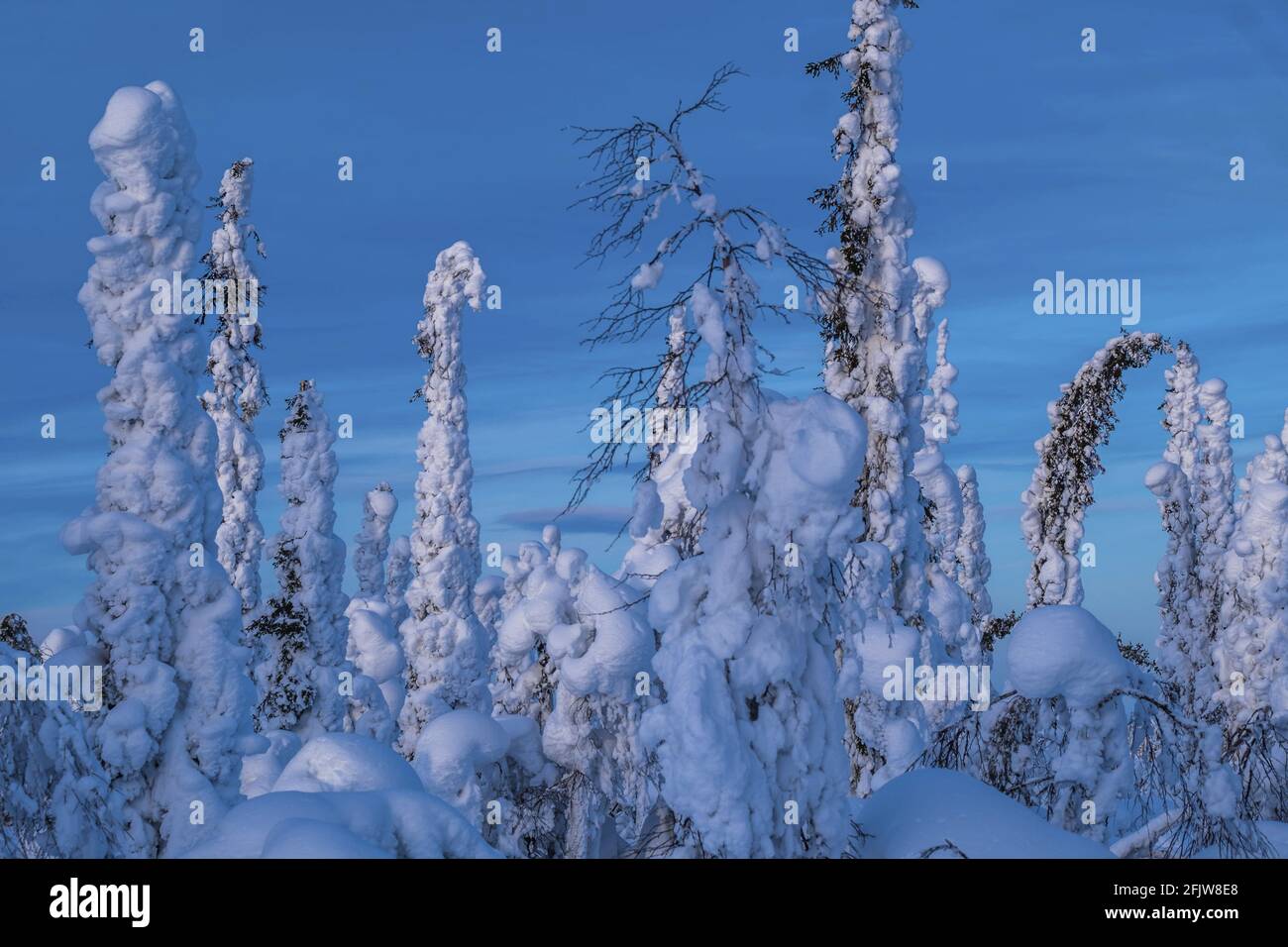 Svezia, Lapponia, Gällivare - strada Kiruna, paesaggio sotto la neve Foto Stock