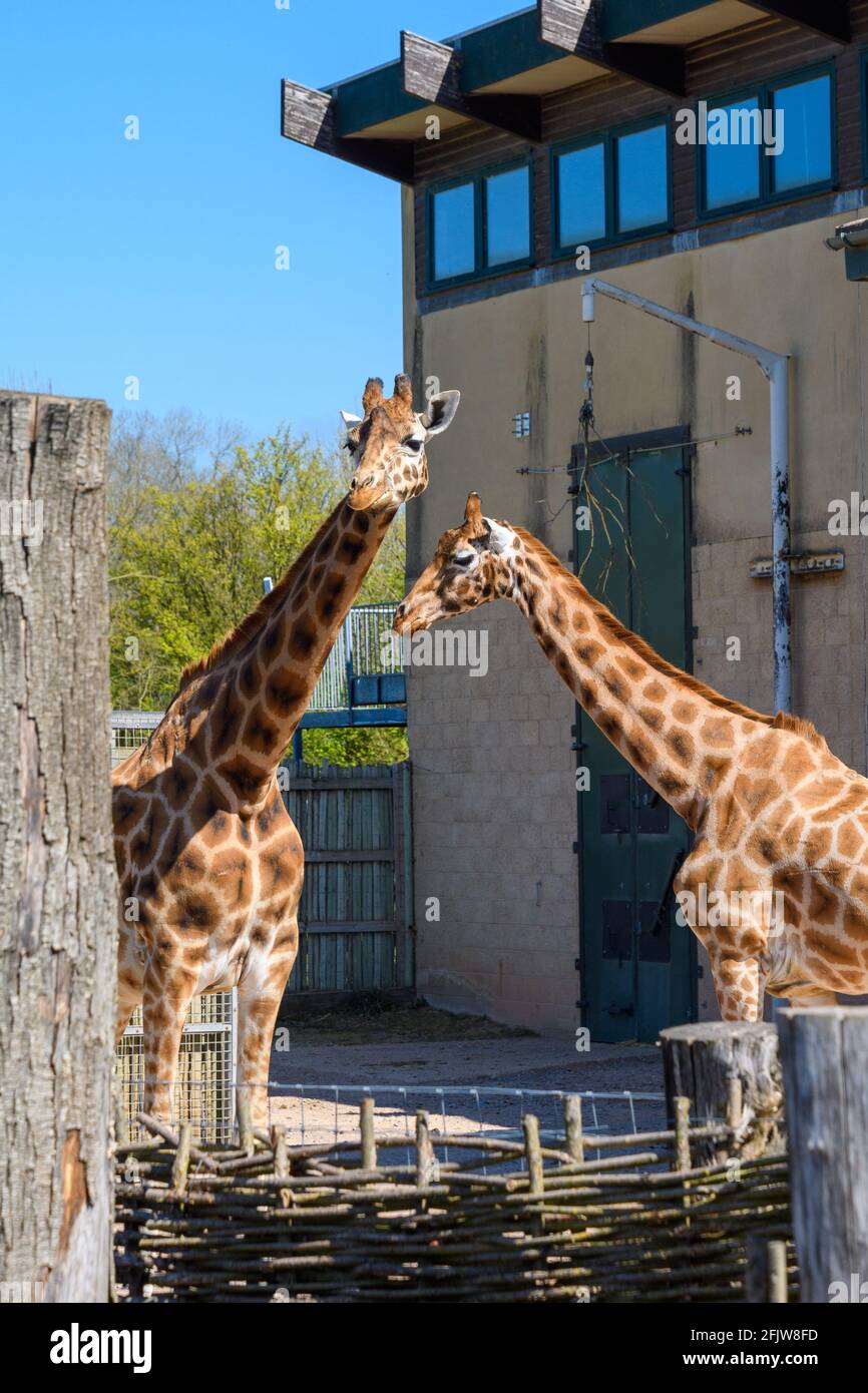 Le giraffe di Rothschild (Giraffa camelopardalis rothschildi)Zoo di Marwell, Winchester, Hampshire, Regno Unito Foto Stock