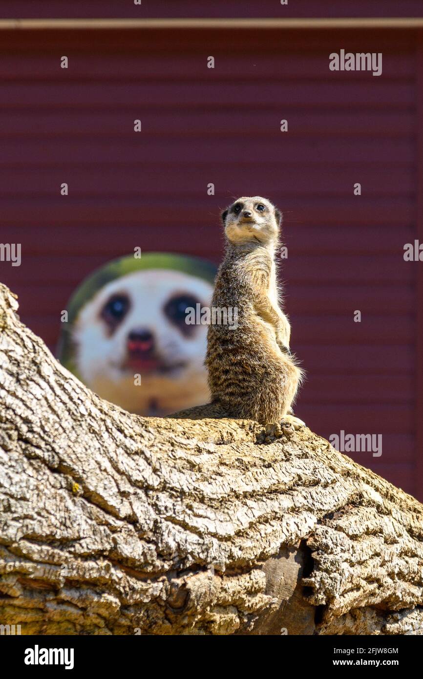 Meerkat allo zoo di Marwell, Winchester, Hampshire, Regno Unito Foto Stock