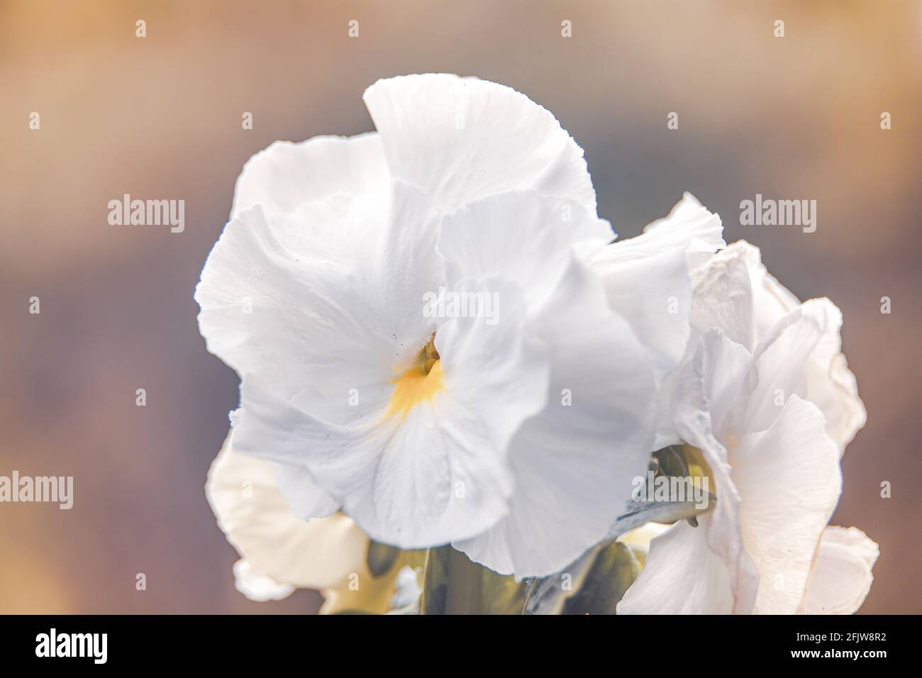 Fiori bianchi pansy in primo piano, retroilluminati dal sole. Foto Stock