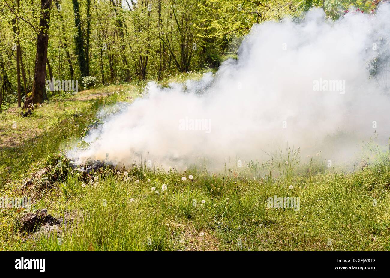 Fumo proveniente da impianti verdi in fiamme, incenerimento di impianti nel giardino. Foto Stock