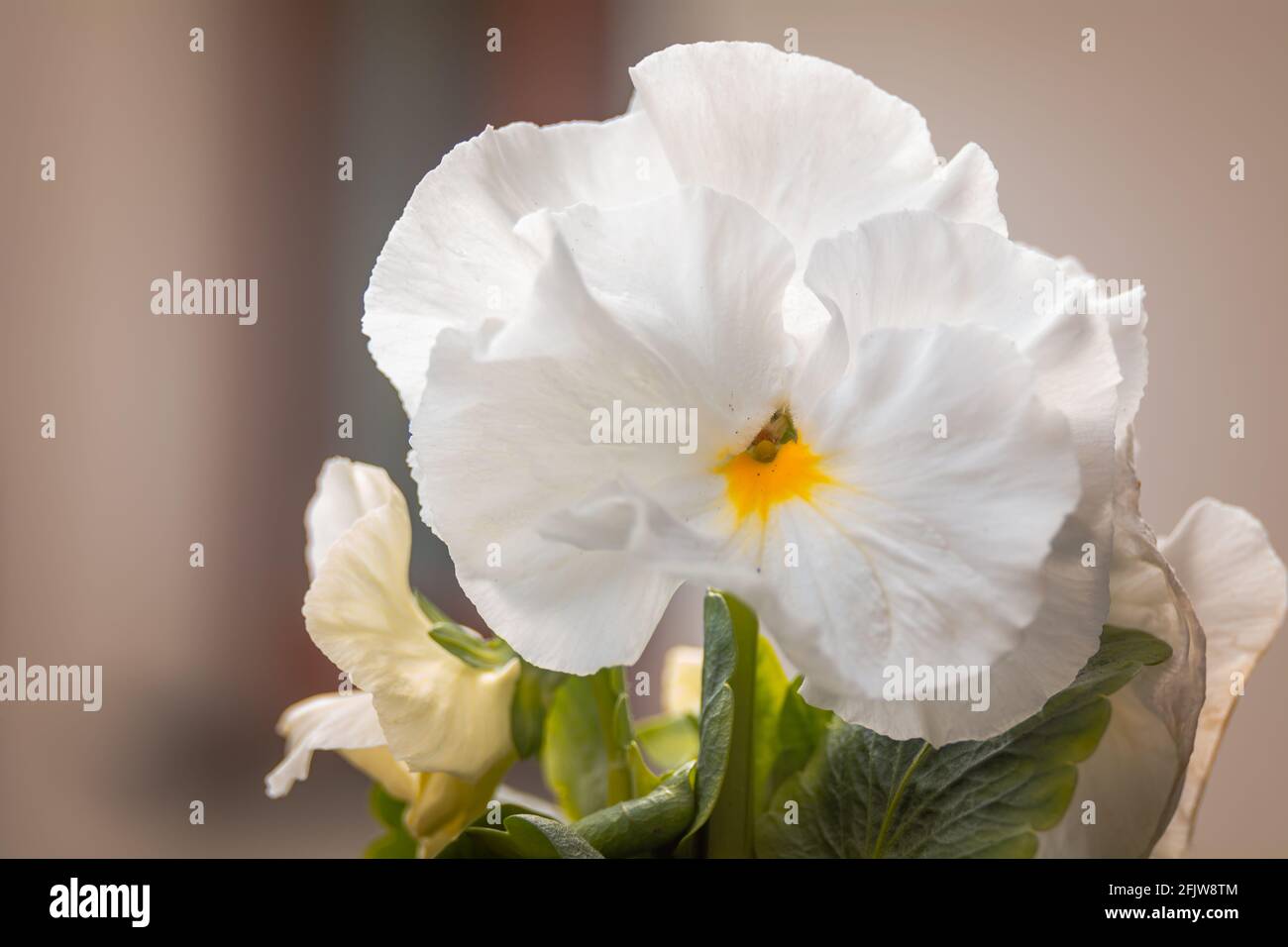 Fiori bianchi pansy in primo piano, retroilluminati dal sole. Foto Stock