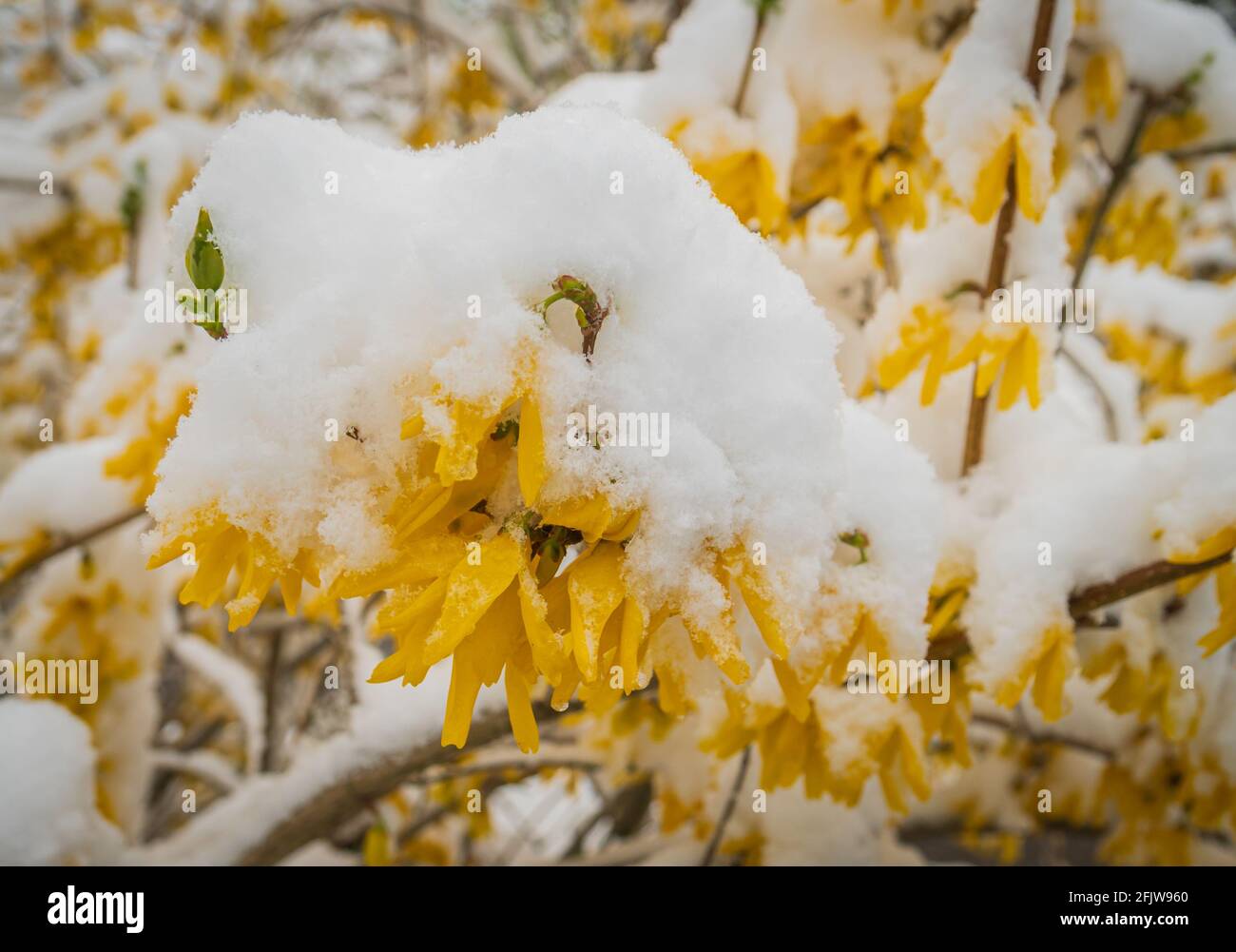 primavera interrotta: neve copre fioritura forsizia Foto Stock