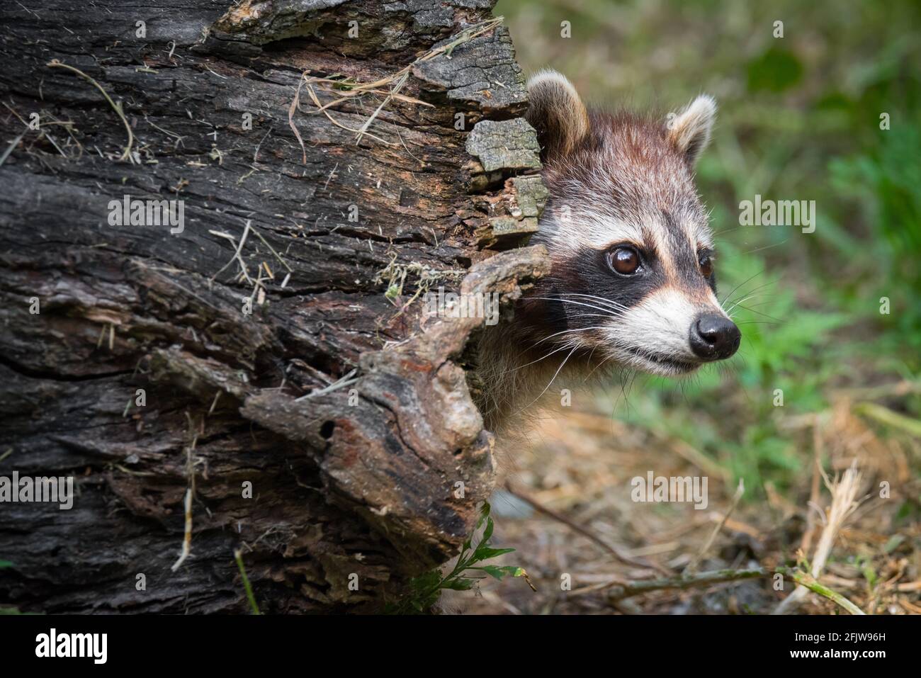 Un raccoon fa la sua testa fuori da un ceppo cavo nel Rouge National Ubran Park a Scarborough, Ontario. Foto Stock