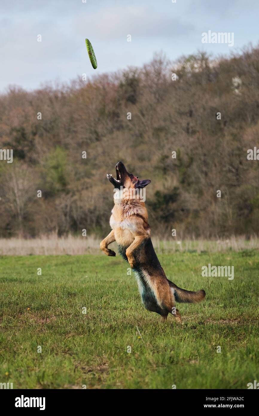 German Shepherd salta in alto e prende il disco giocattolo con i suoi denti. Giochi e sport con il cane in parco in aria fresca. Un attivo, atletico ed energico Foto Stock
