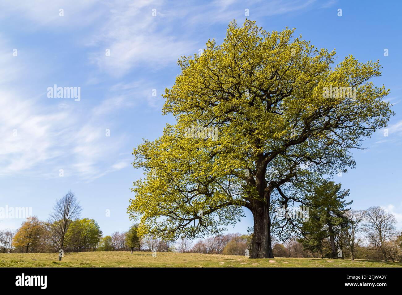 Due alberi di dimensioni e età contrastanti, raffigurati contro un cielo blu nella campagna del Cheshire. Foto Stock
