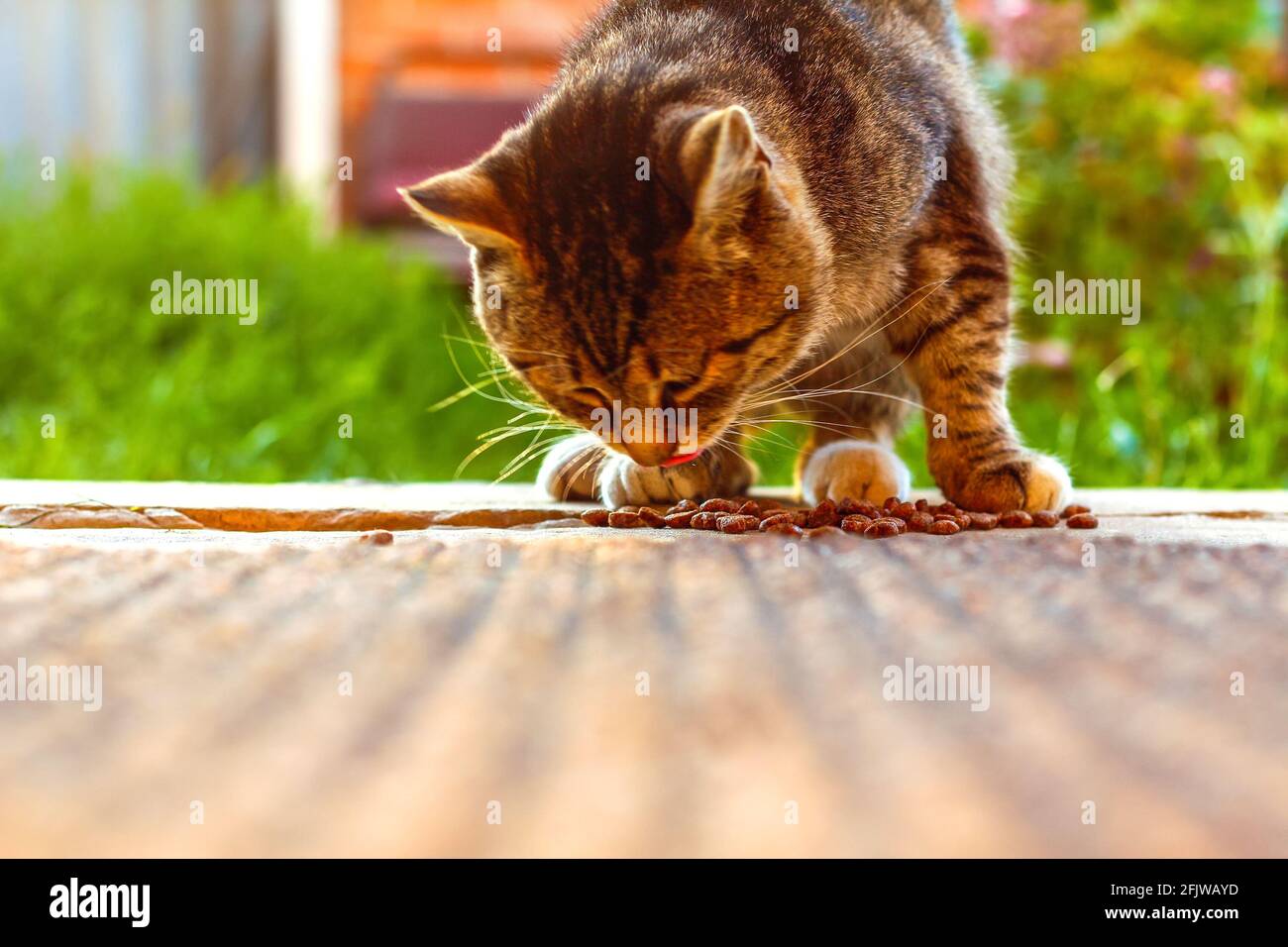 Defocus giovane pazzo sorpreso shorthair bengala gatto fare bastone fuori lingua quando mangia cibo senza una ciotola. Faccia divertente occhi grandi. Impressionabile sorpreso largo Foto Stock