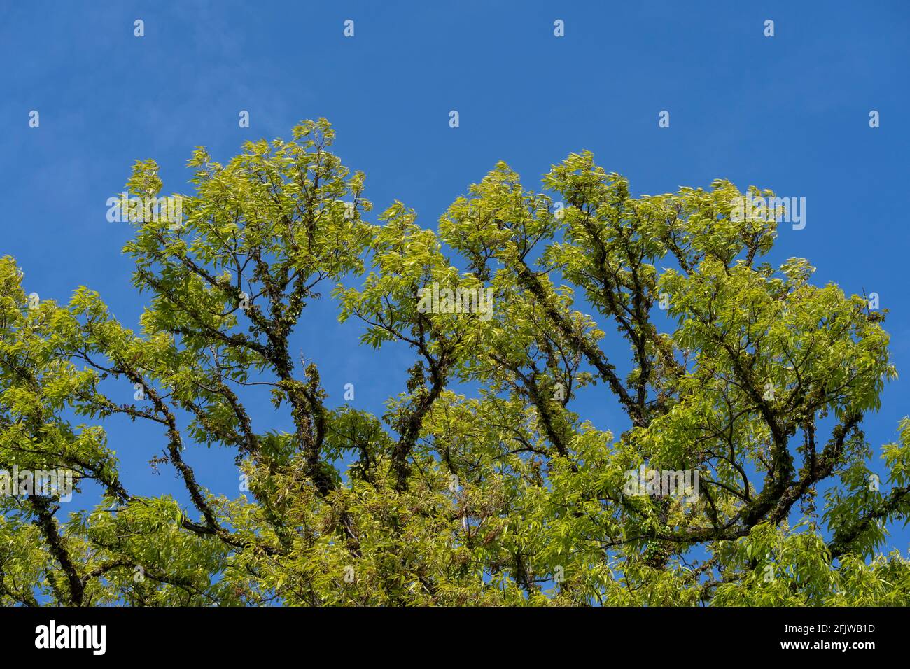 Primavera foglie verdi fresche, Isehara City, Kanagawa Prefecture, Giappone Foto Stock