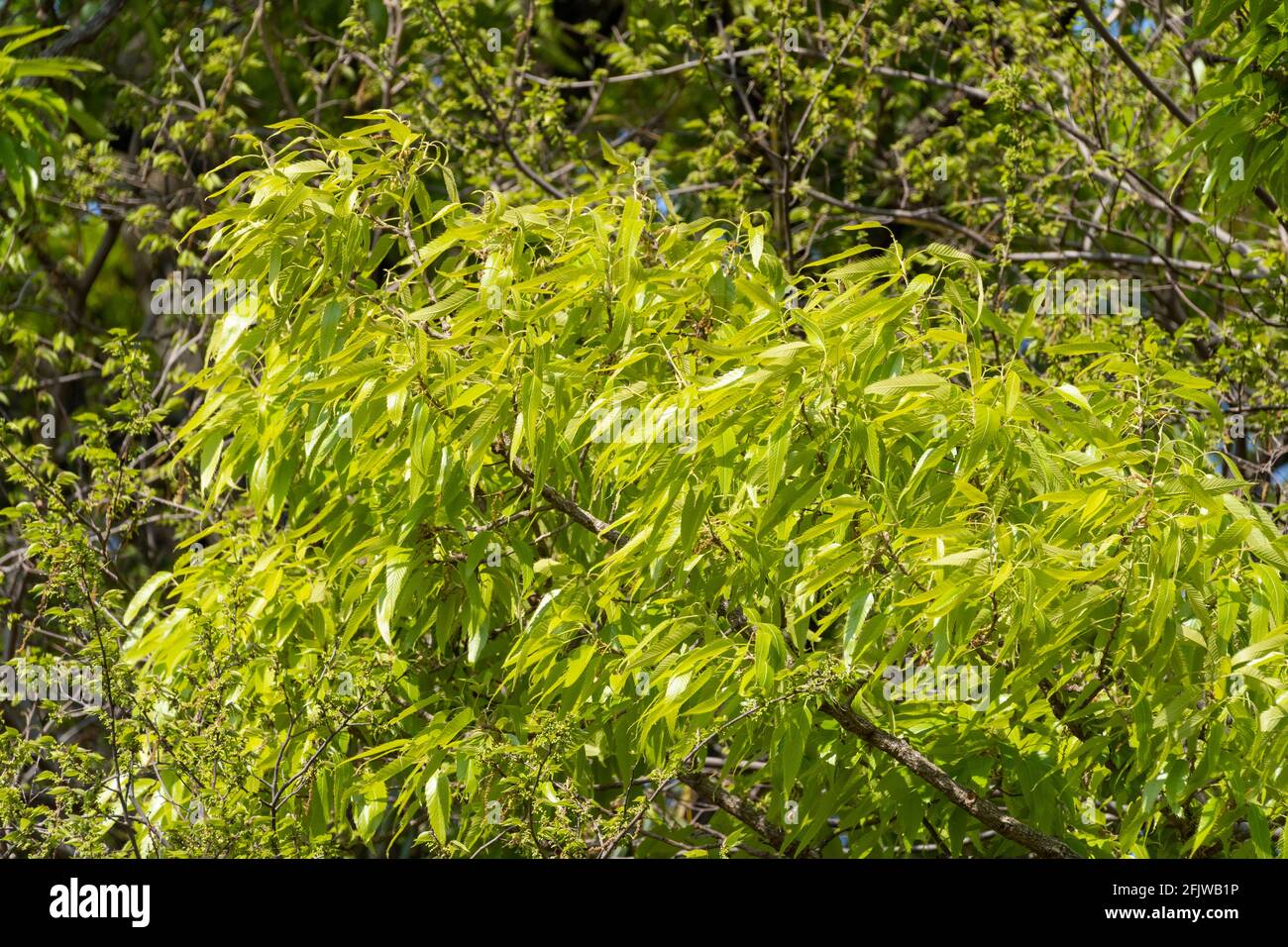 Primavera foglie verdi fresche, Isehara City, Kanagawa Prefecture, Giappone Foto Stock