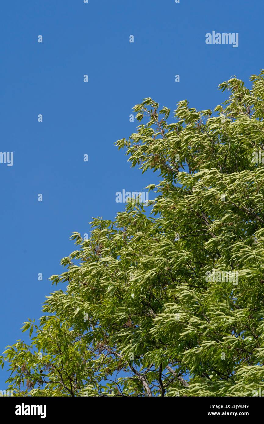 Primavera foglie verdi fresche, Isehara City, Kanagawa Prefecture, Giappone Foto Stock