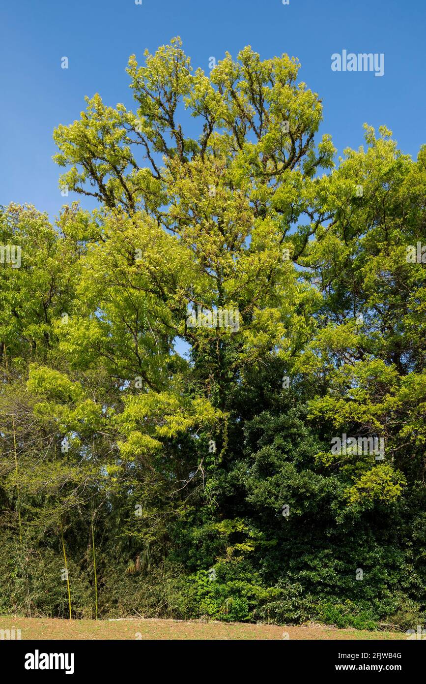 Primavera foglie verdi fresche, Isehara City, Kanagawa Prefecture, Giappone Foto Stock