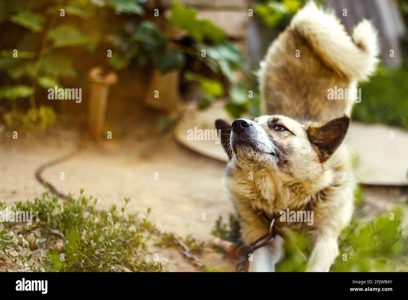 Il cane si piega vicino alla cabina su uno sfondo verde sfocato, fuoco selettivo e nitidezza Foto Stock