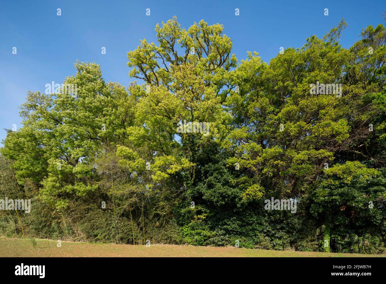 Primavera foglie verdi fresche, Isehara City, Kanagawa Prefecture, Giappone Foto Stock