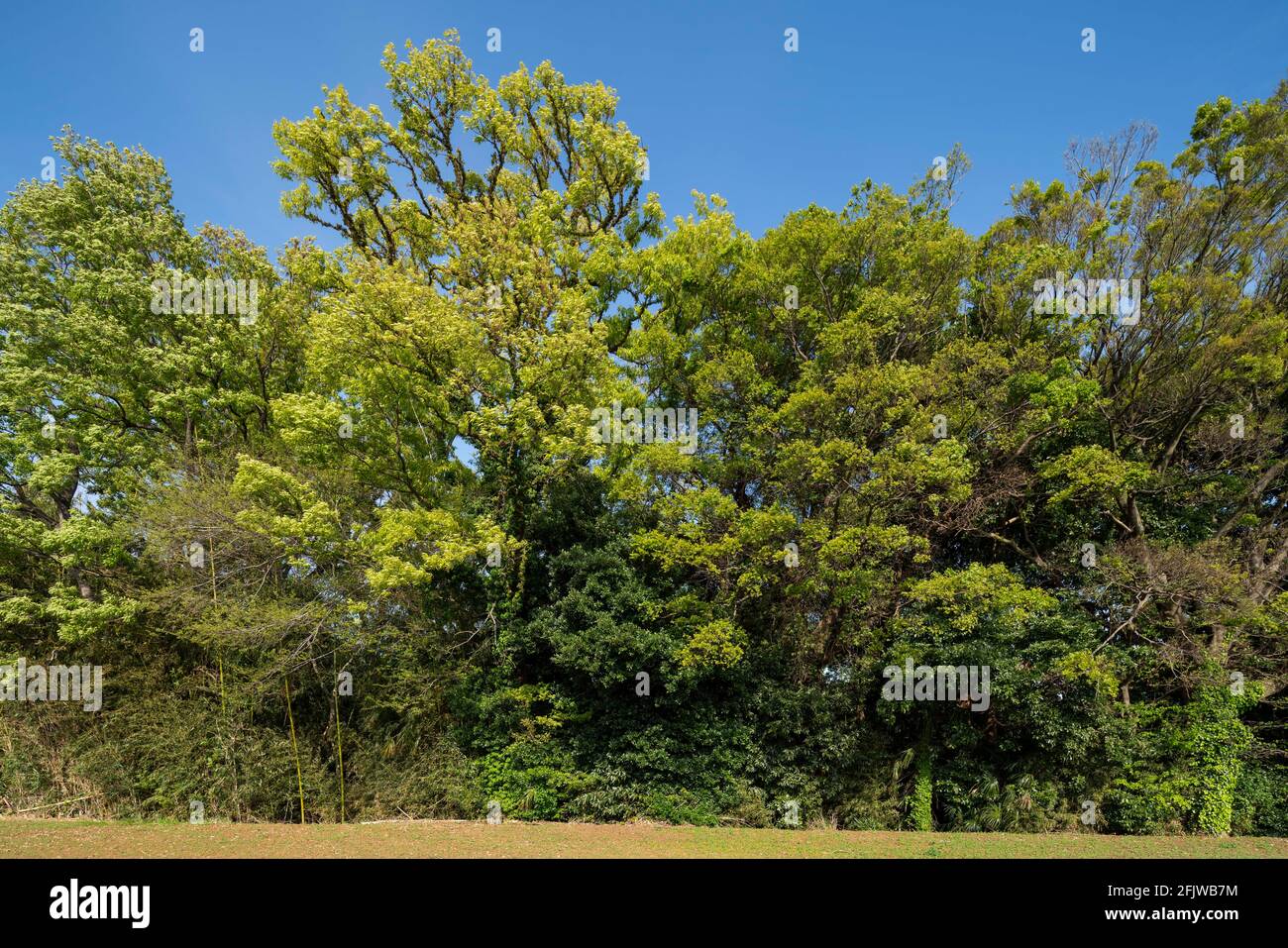 Primavera foglie verdi fresche, Isehara City, Kanagawa Prefecture, Giappone Foto Stock