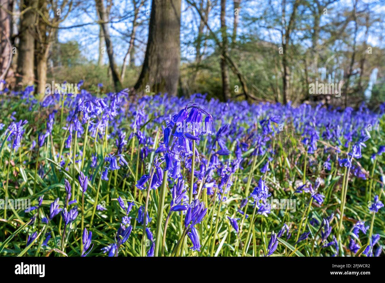 I bluebells inglesi nativi (Hyacinthoides non-scripta) fiorendo nel bosco a Binfield Heath, Oxfordshire, Inghilterra, Regno Unito Foto Stock