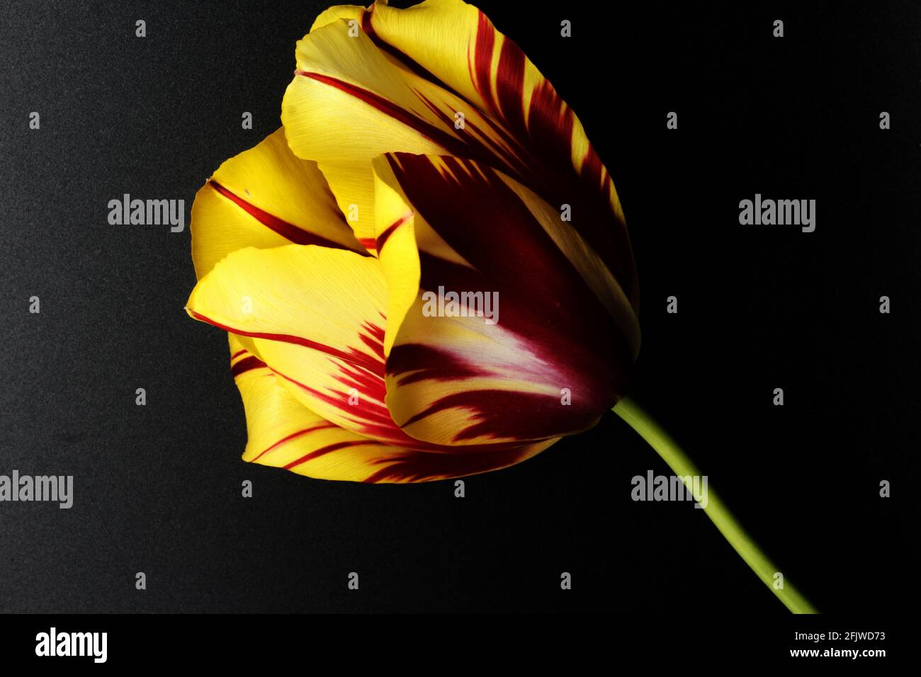 Tulipano giallo e maroon su sfondo nero posto al centro della cornice, Tulipa gesneriana Foto Stock