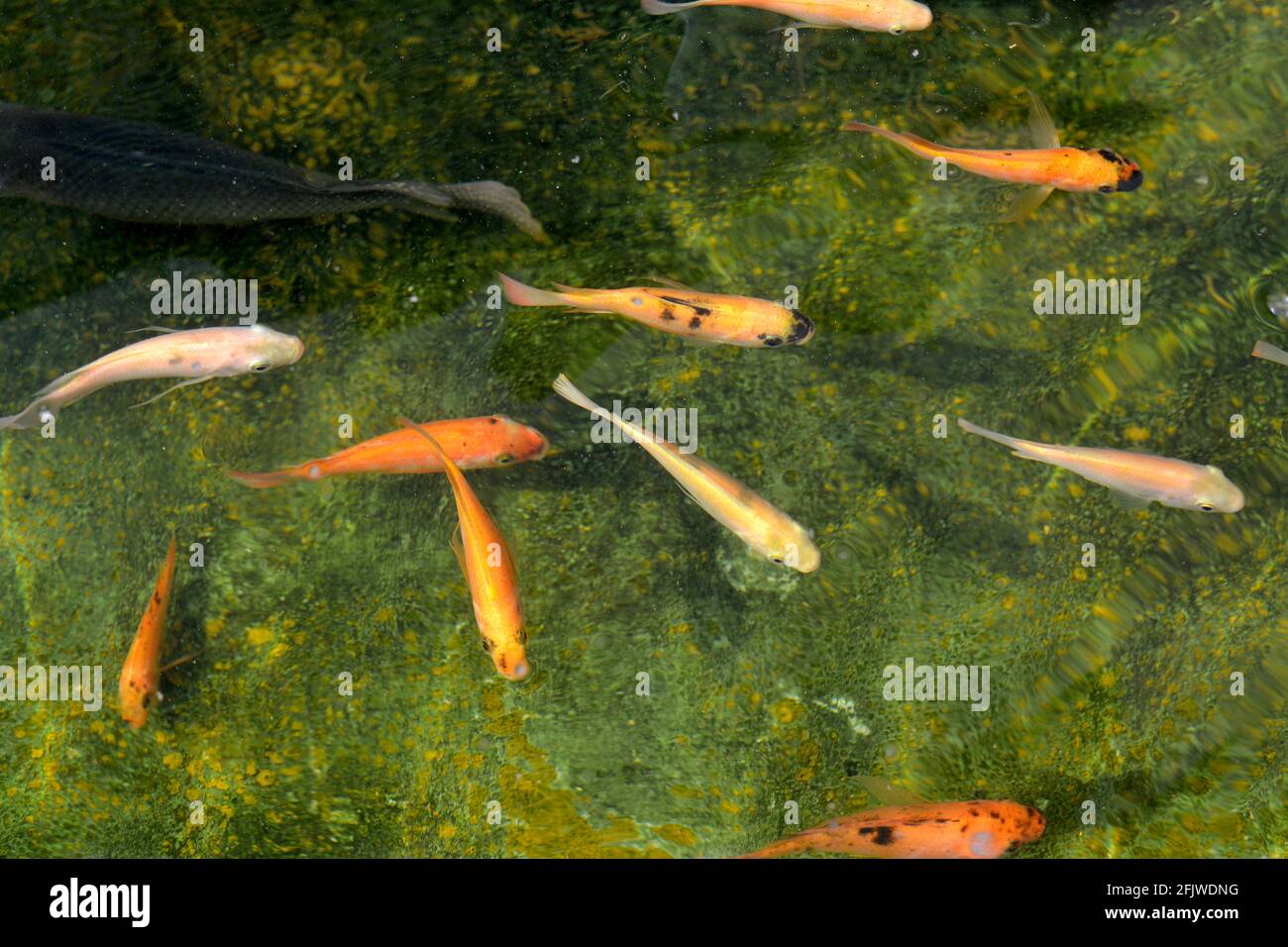 stagni di pesce Foto Stock