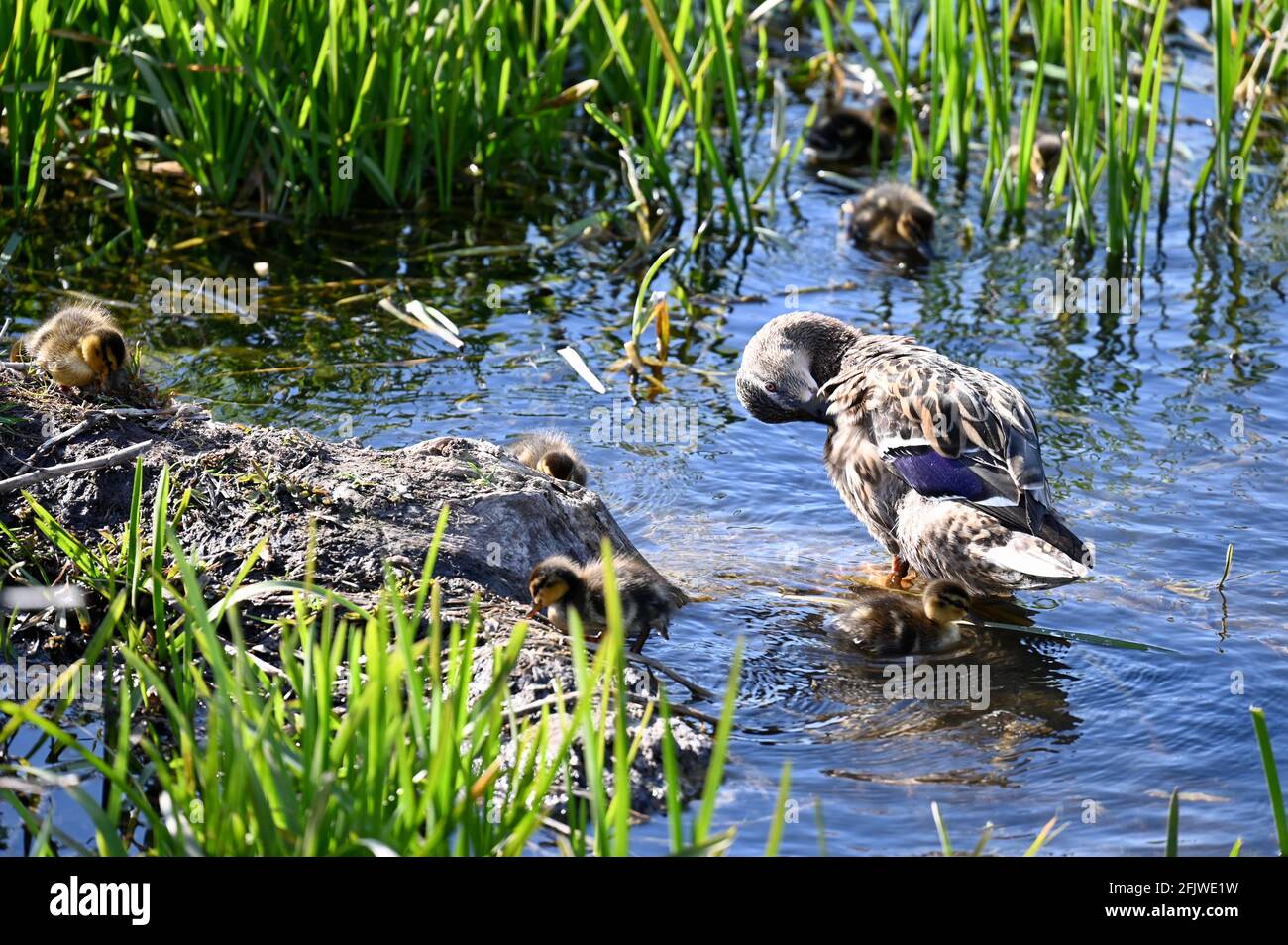 Kent, Regno Unito. Una giornata di sole limpida con temperature che salgono a 11 gradi. Un'anatra madre Mallard (Anas platrhynchos ) guarda sopra le sue anatroclature. River Cray, Foots Cray Meadows, Sidcup. Credit: michael melia/Alamy Live News Foto Stock