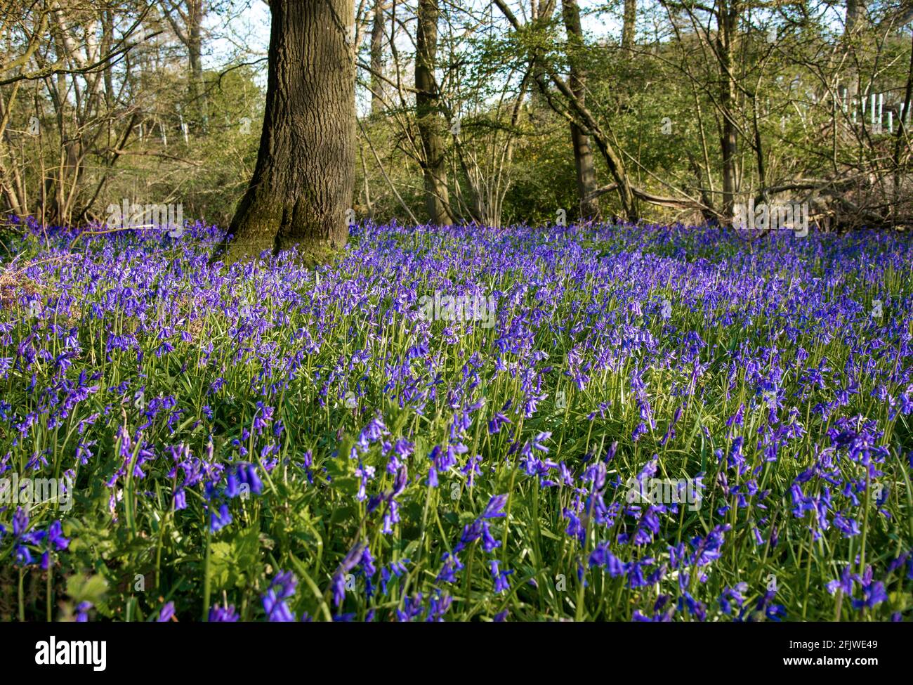 I bluebells inglesi nativi (Hyacinthoides non-scripta) fiorendo nel bosco a Binfield Heath, Oxfordshire, Inghilterra, Regno Unito Foto Stock