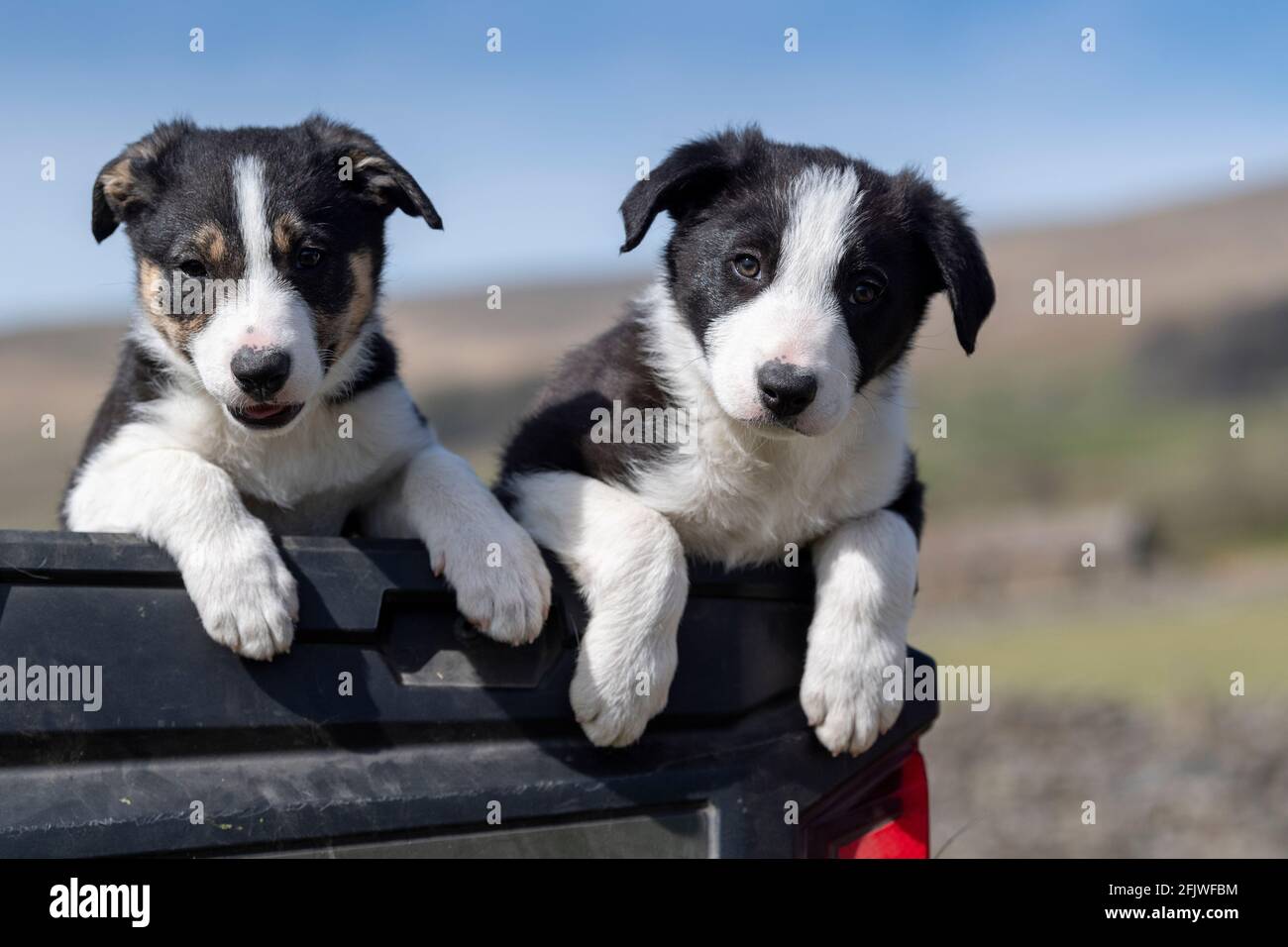 Due cuccioli Border Collie sedettero nella parte posteriore di un camion della fattoria, nel Nord Yorkshire, Regno Unito Foto Stock