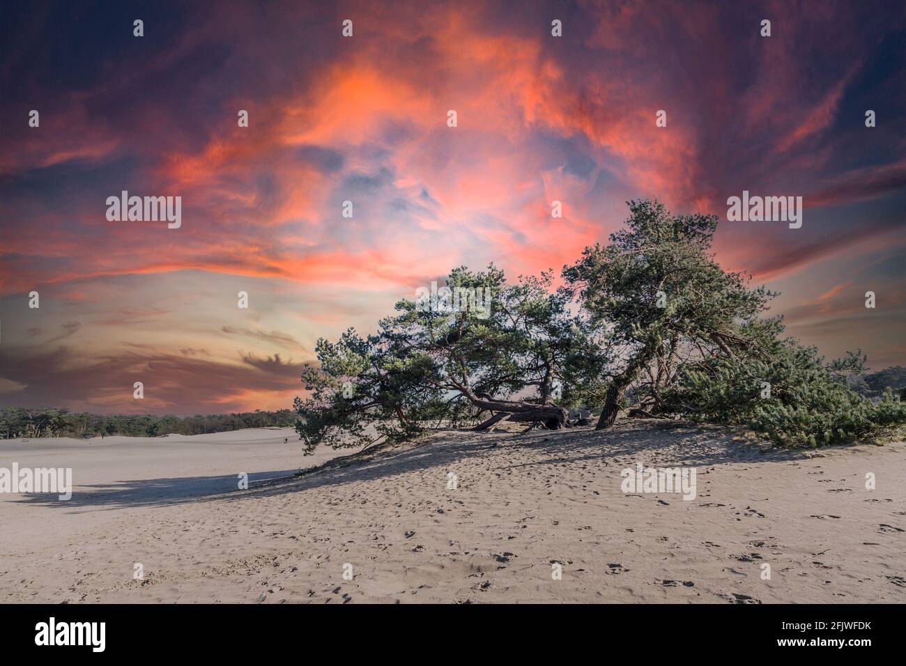 Colorato e suggestivo tramonto nella riserva naturale delle dune di Soester, nei Paesi Bassi, una deriva di sabbia addolcita da gruppi sparsi di conifere Foto Stock
