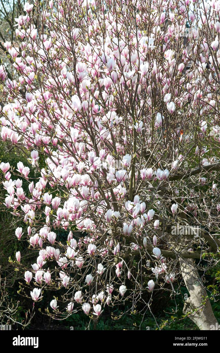 Magnolia albero fiorire in primavera nel giardino Reading, Berkshire, Inghilterra, Regno Unito Foto Stock