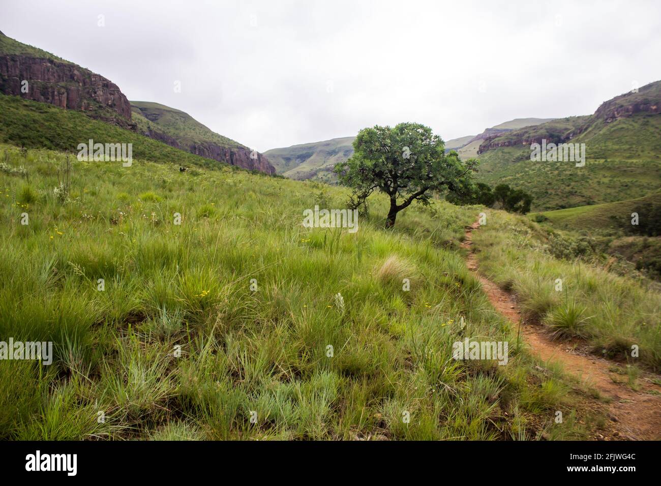 Una piccola prova escursionistica, che attraversa la prateria di Afromontane dei Monti Drakensberg del Sud Africa in una giornata trascorsa Foto Stock