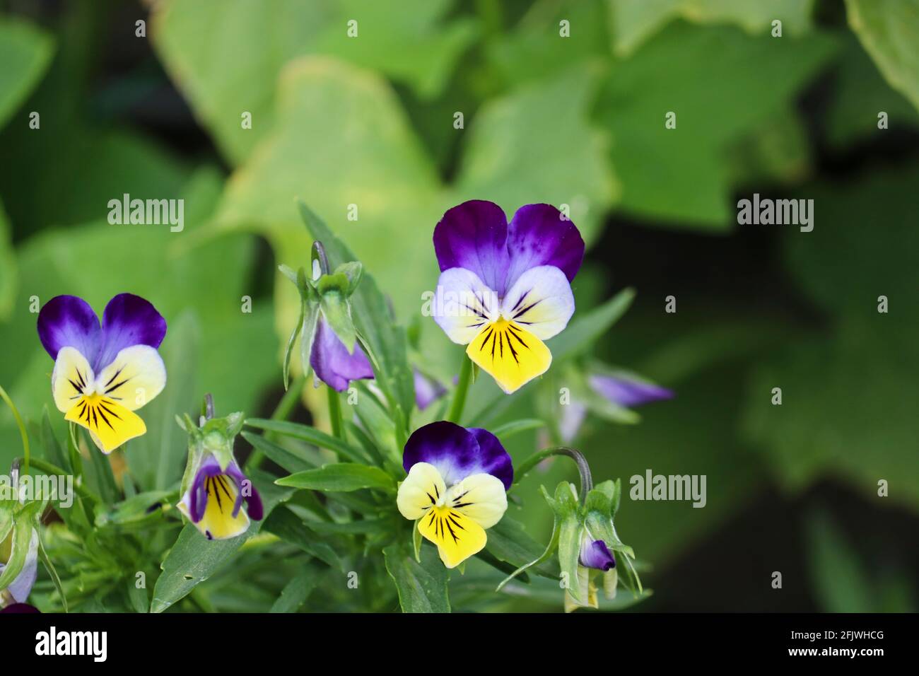 Fiori di una pianta Pansies primo piano. Fiori del giardino nel letto fiorito. Foto Stock