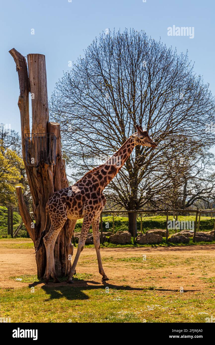 Giraffe (Giraffa camelopardalis) presso il Cotswold Wildlife Park, Burford, Oxfordshire Foto Stock